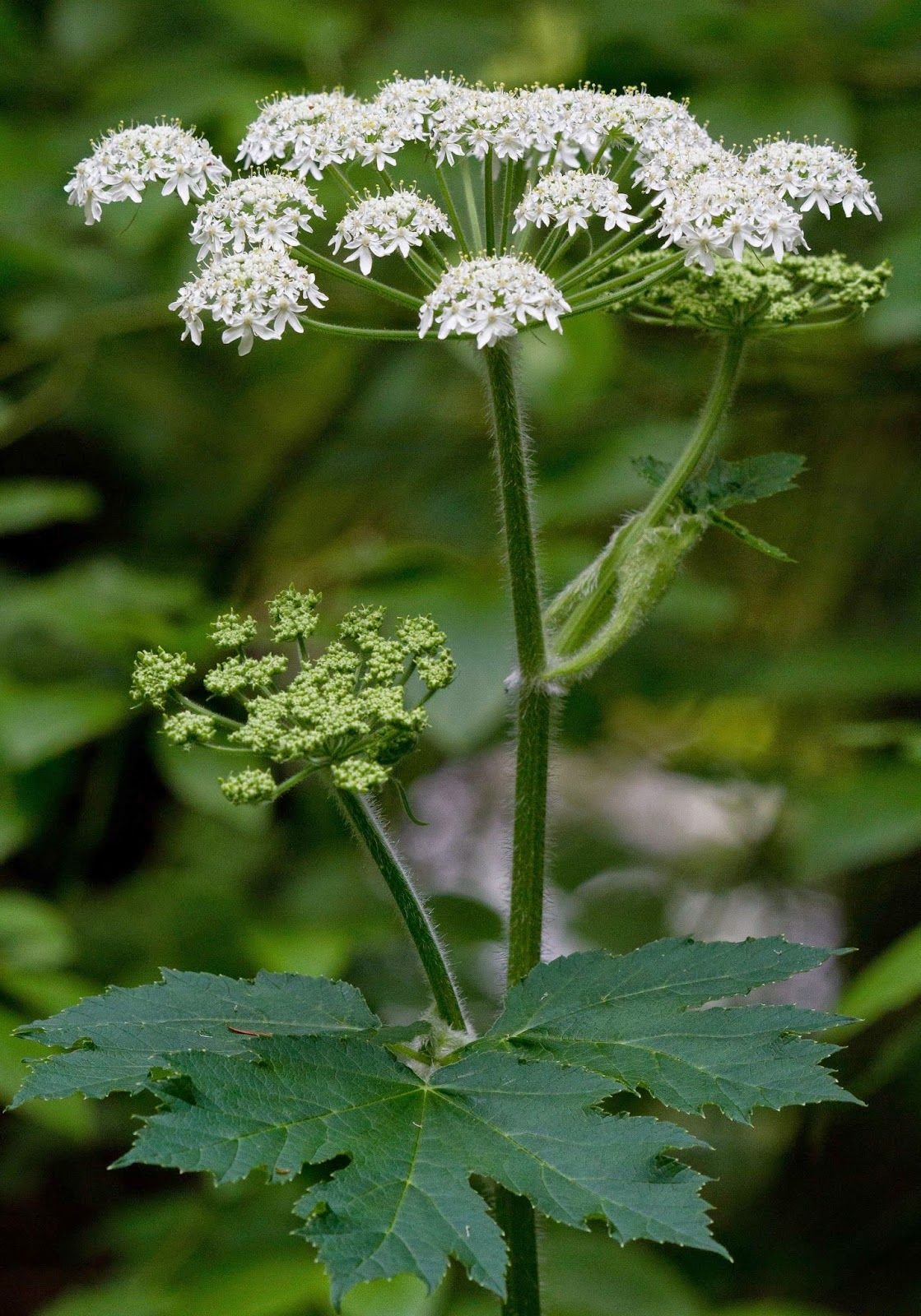 Heracleum lanatum