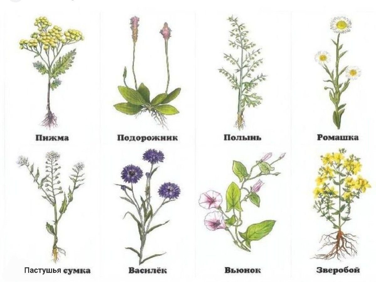 Полевые цветы названия