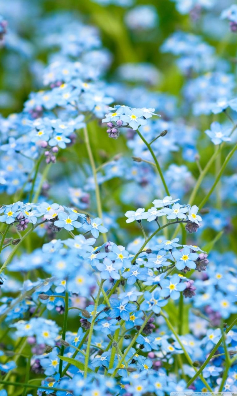 Незабудка (Myosotis)