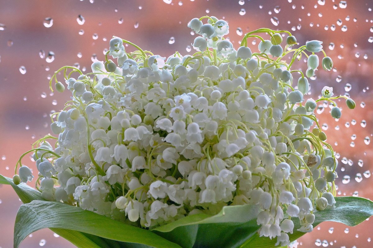 Цветы Ландыши и сирень