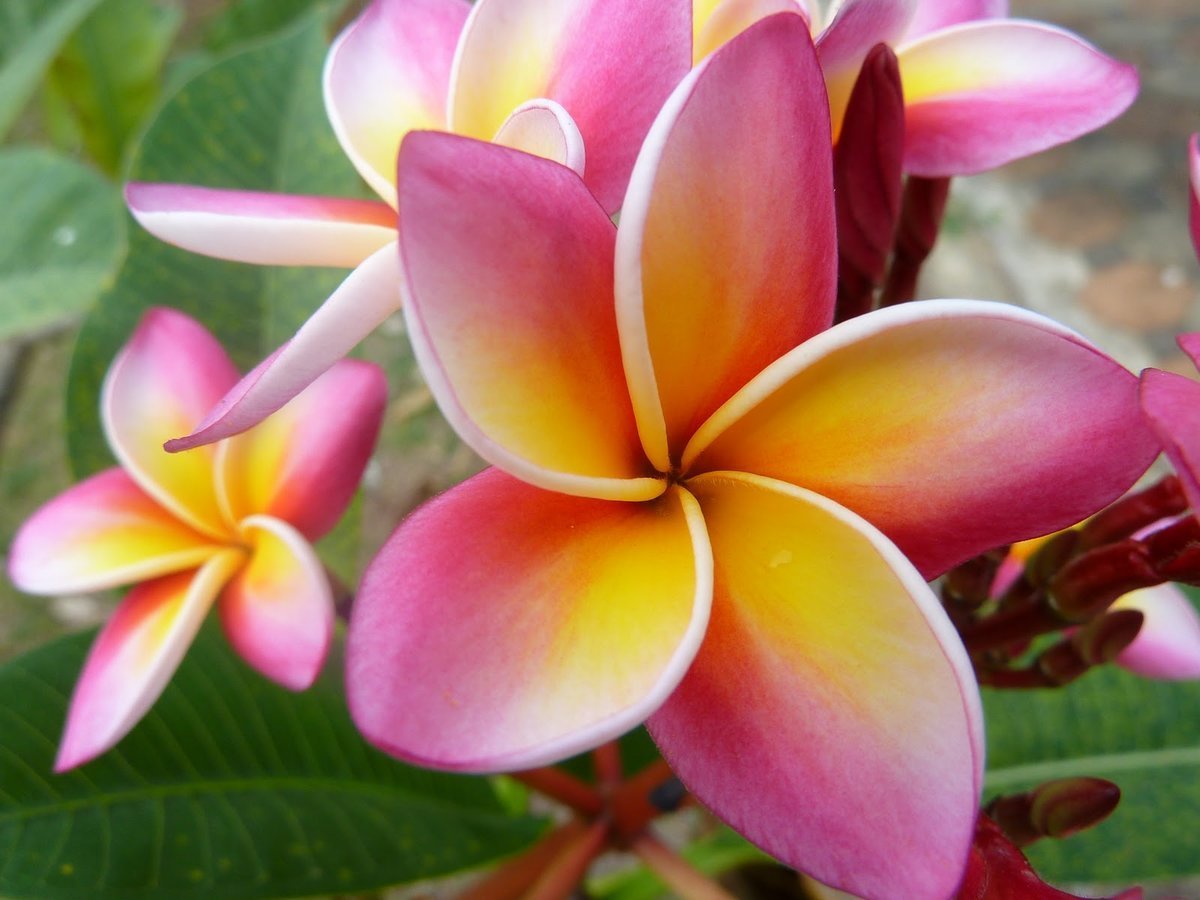 Тайский цветок