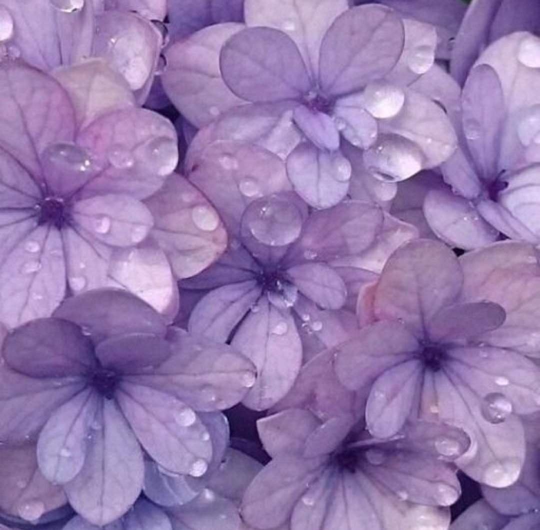 Цветок фиолетового цвета