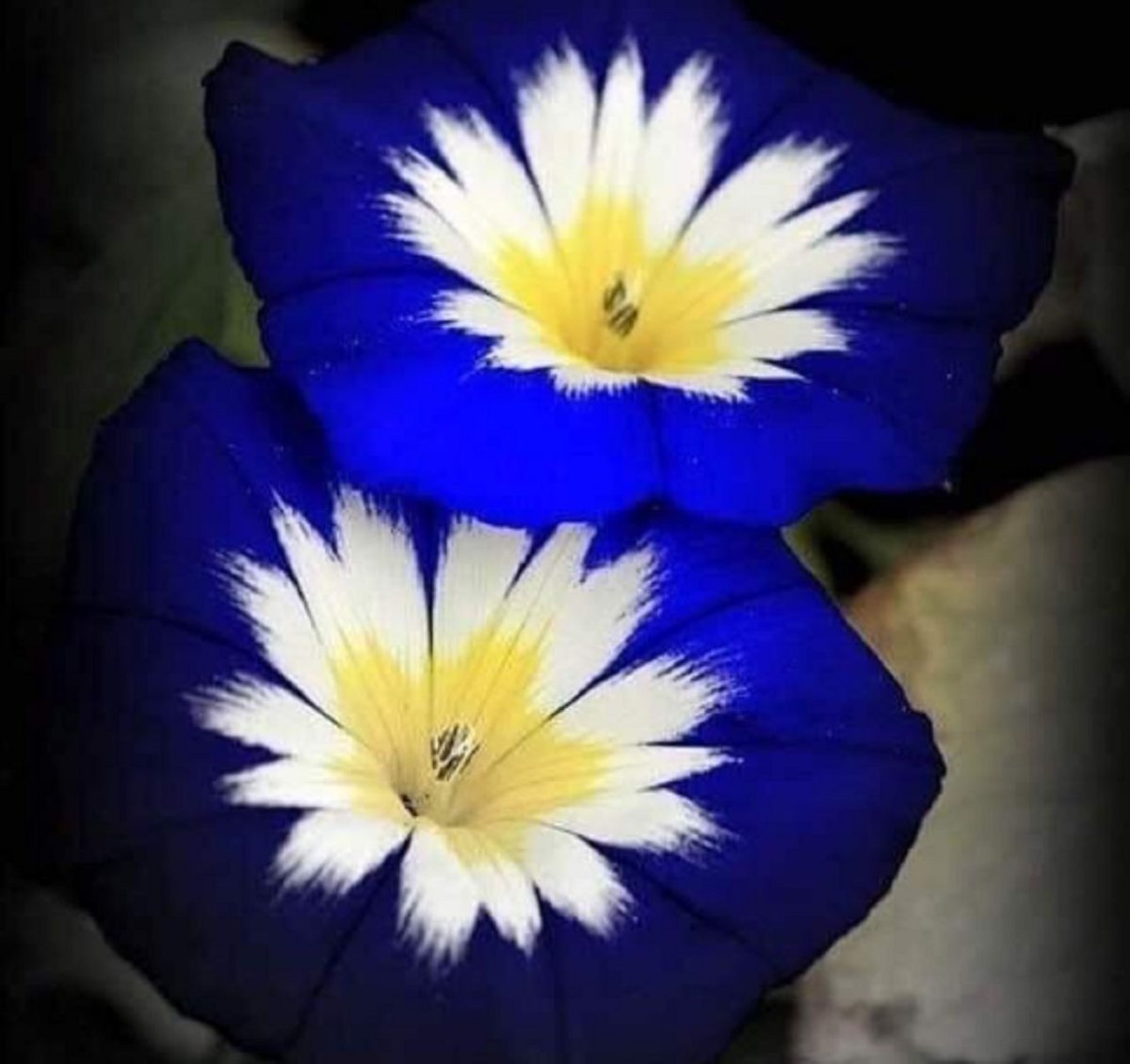 Синий цветок с желтой серединкой