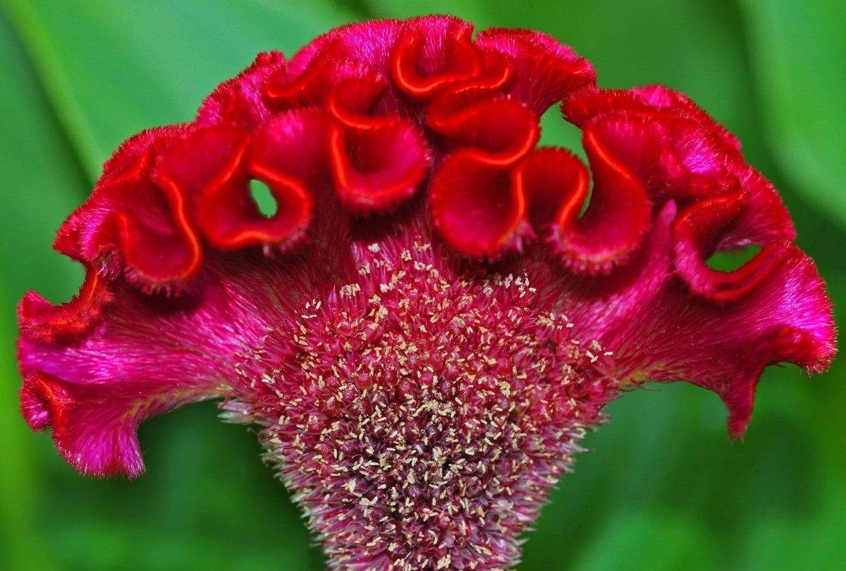 Цветы бархатные петушки