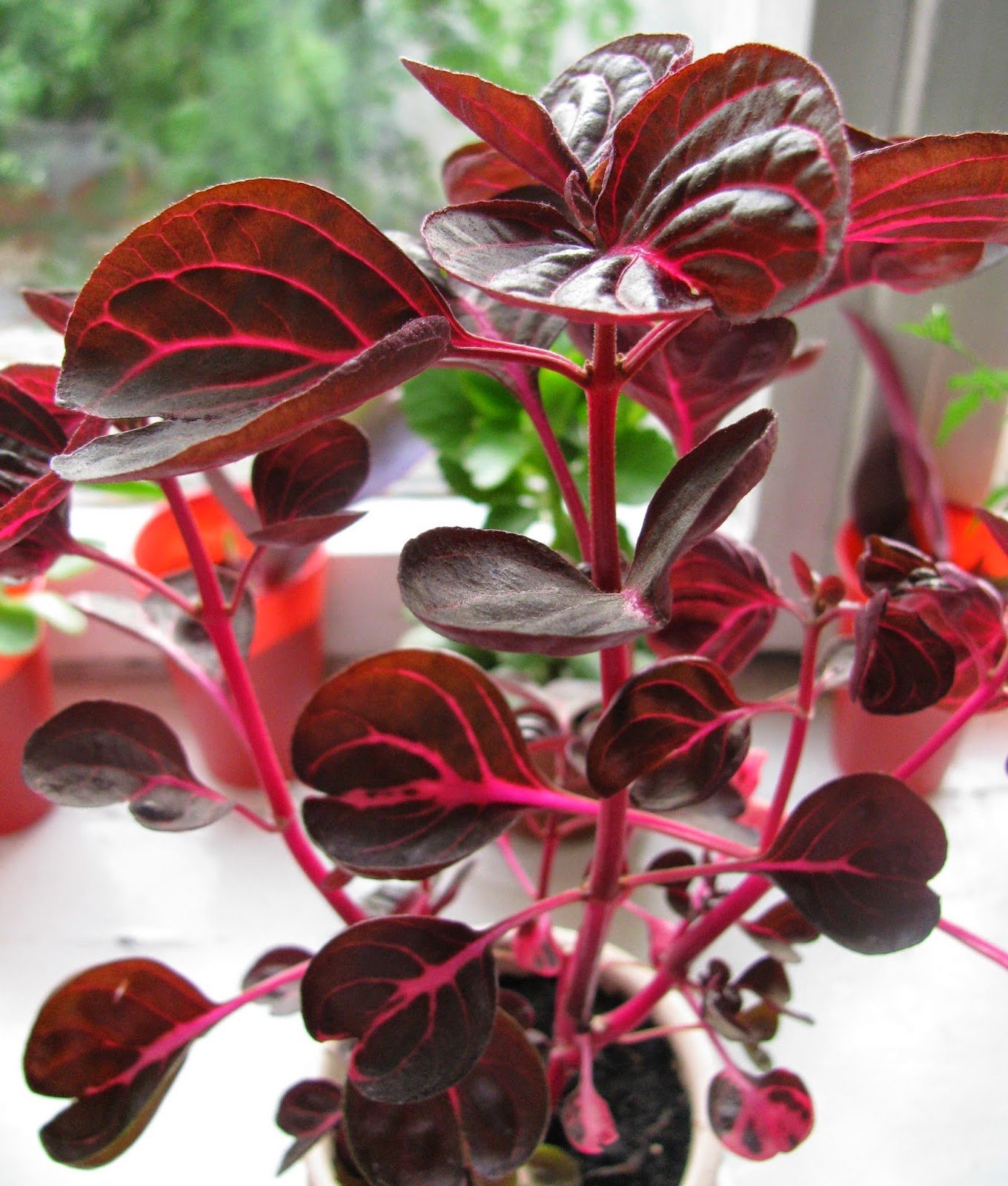 Красное комнатное растение фото