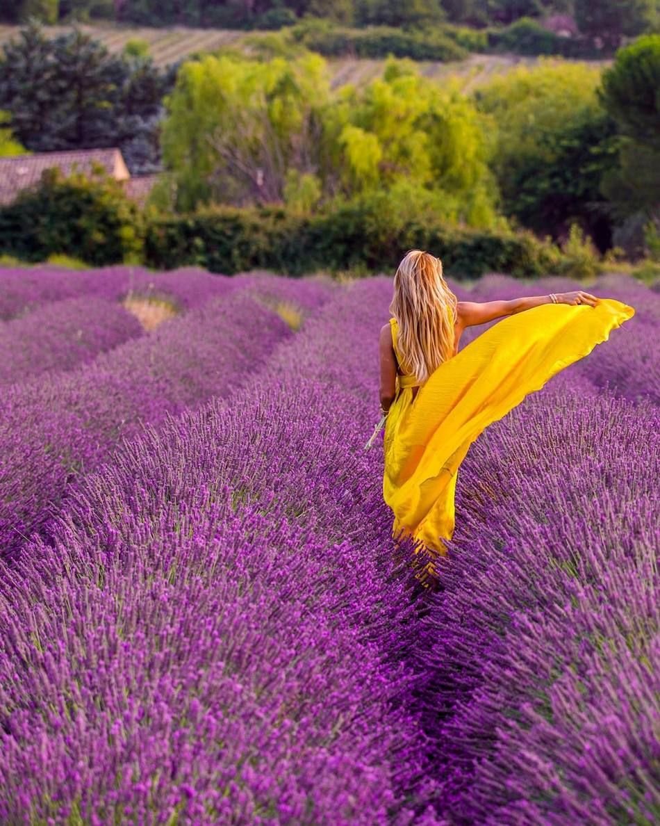 Лавандовые поля Aix en Provence