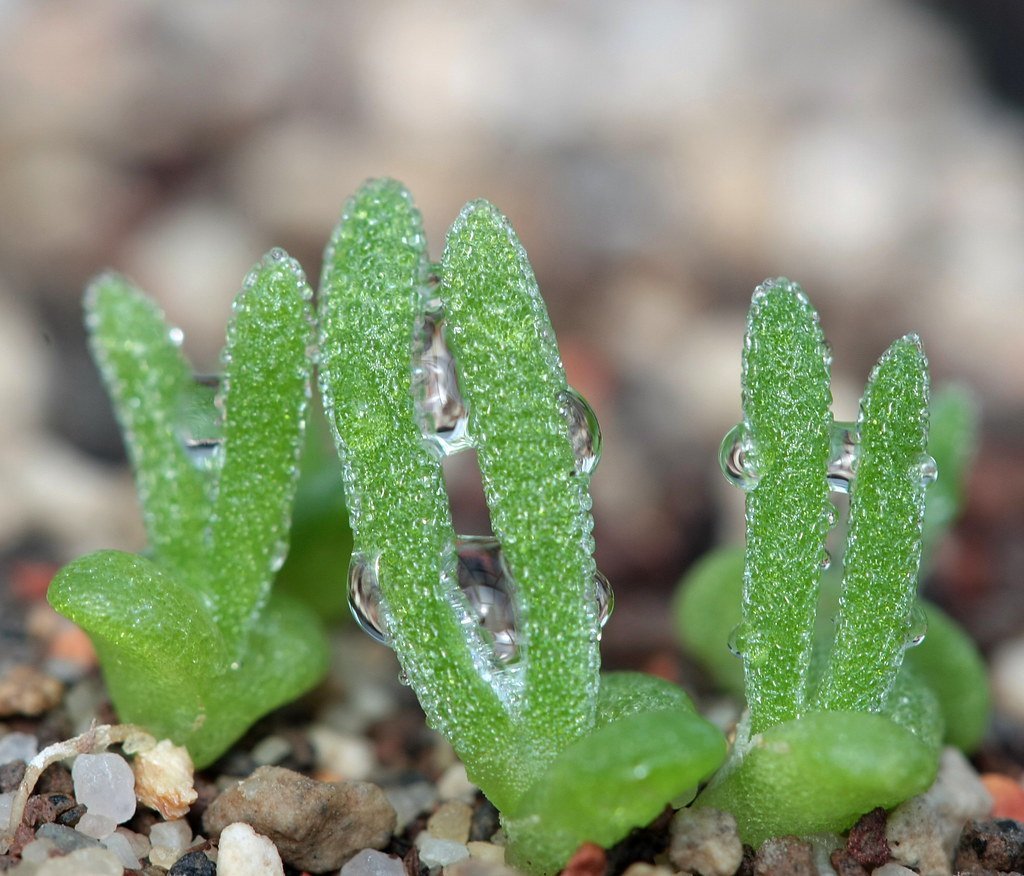 Monilaria moniliformis