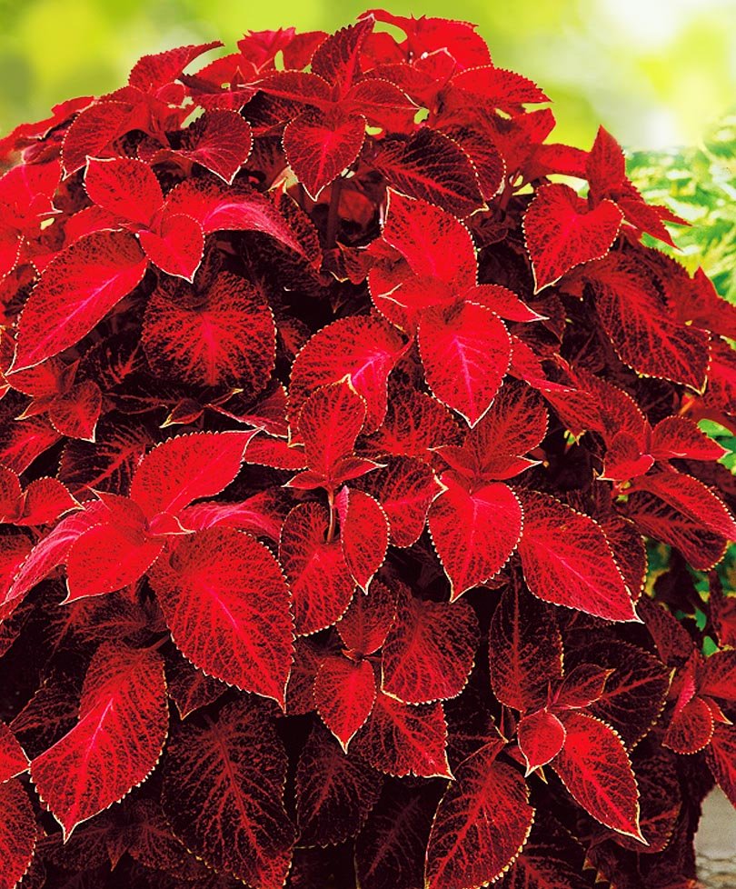 Колеус Wizard Velvet Red