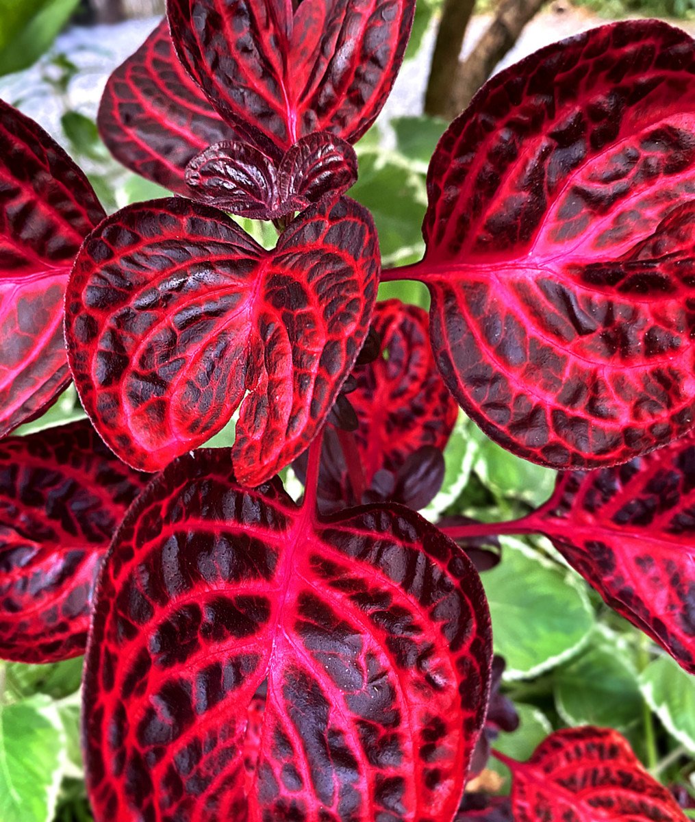 Колеус Red Croton II