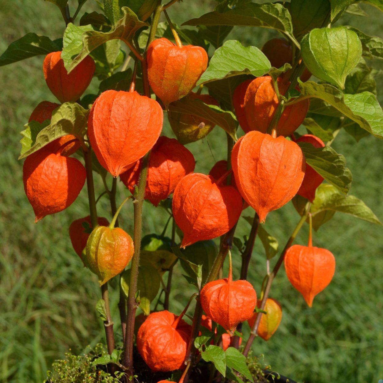 Растение с оранжевыми цветочками фонариками