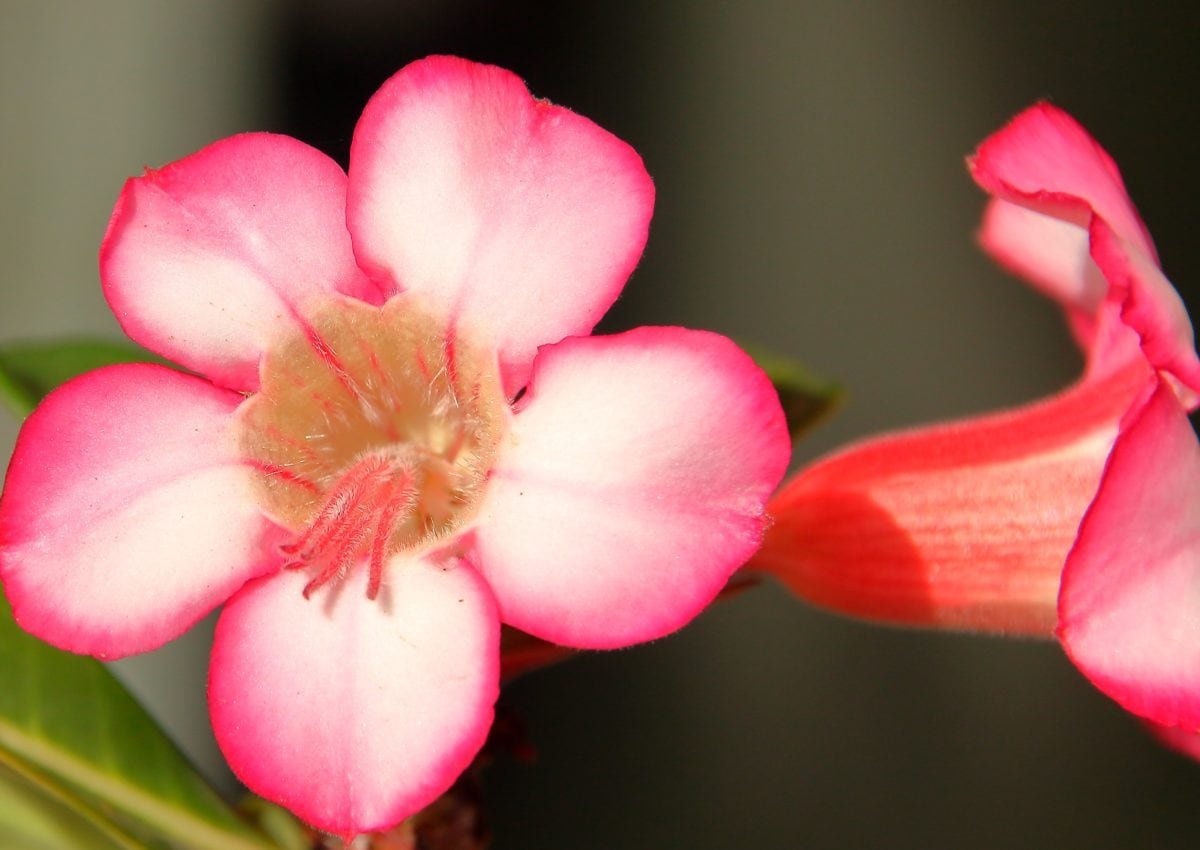 Lovely Pink Адениум