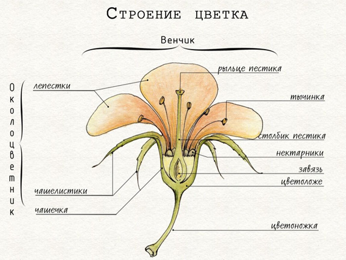 Строение цветка схема венчик