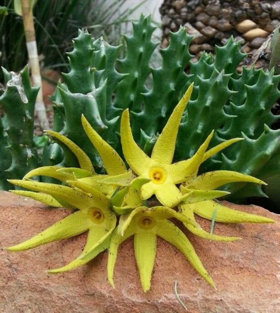 Цветок Orbea lutea