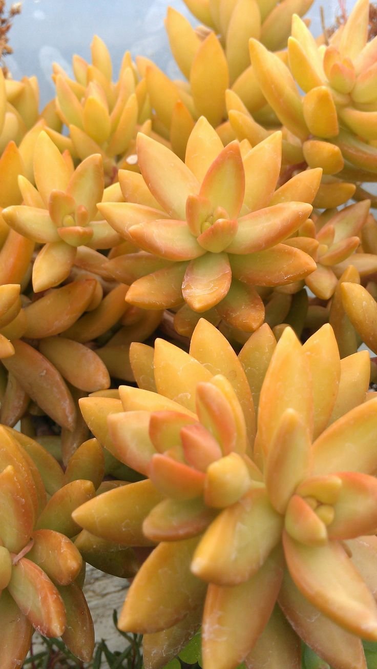 Sedum adolphii