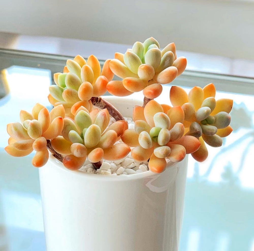 Pachyveria clavifolia