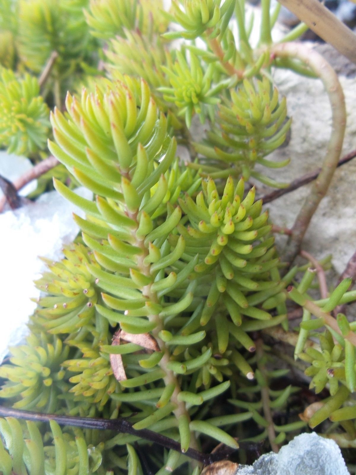 Sedum reflexum