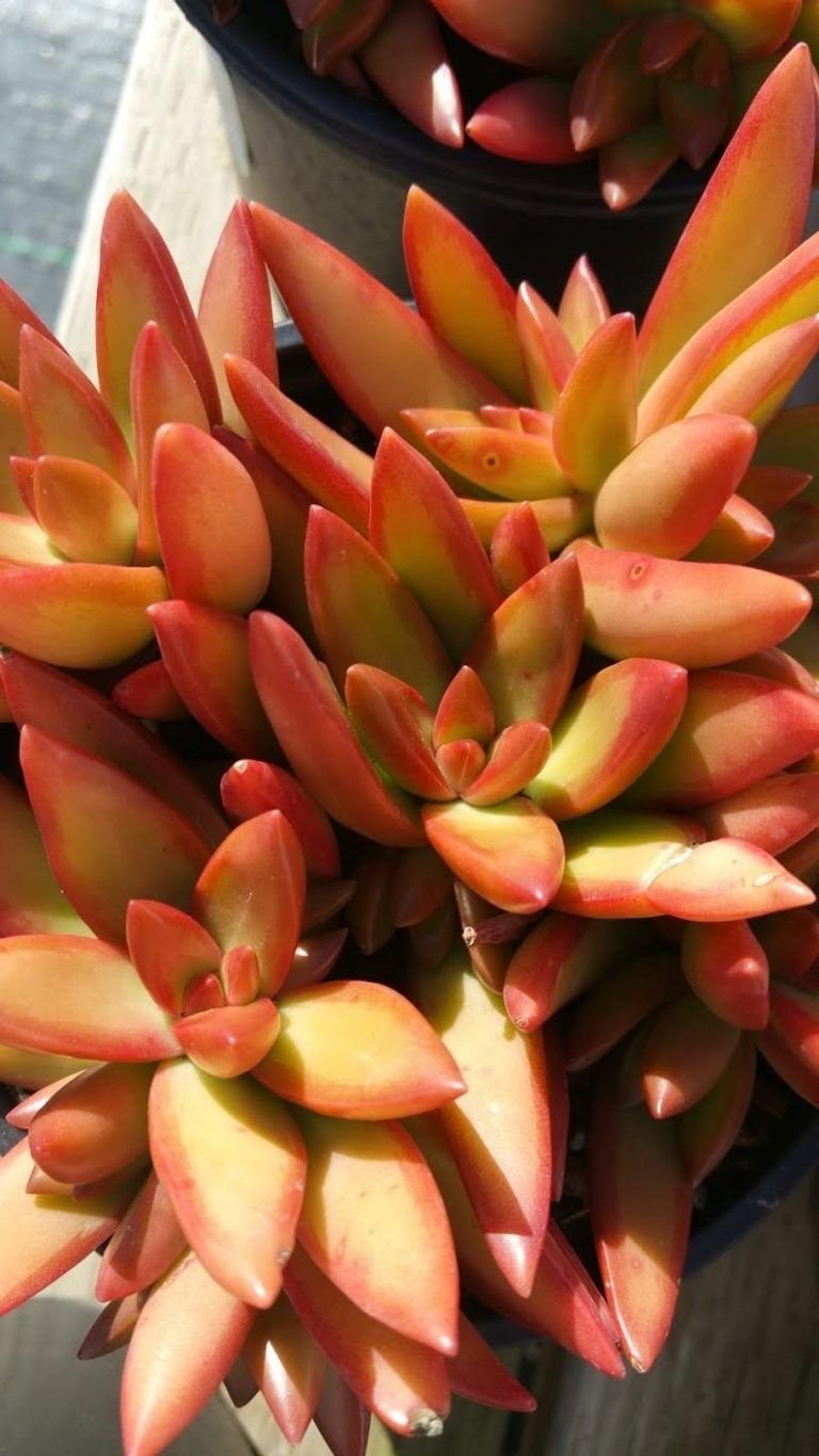 Sedum adolphii 'Golden Glow'