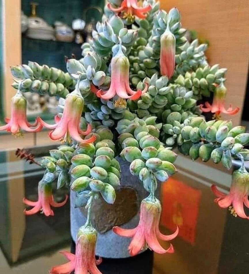 Cotyledon pendens Котиледон подвешенный