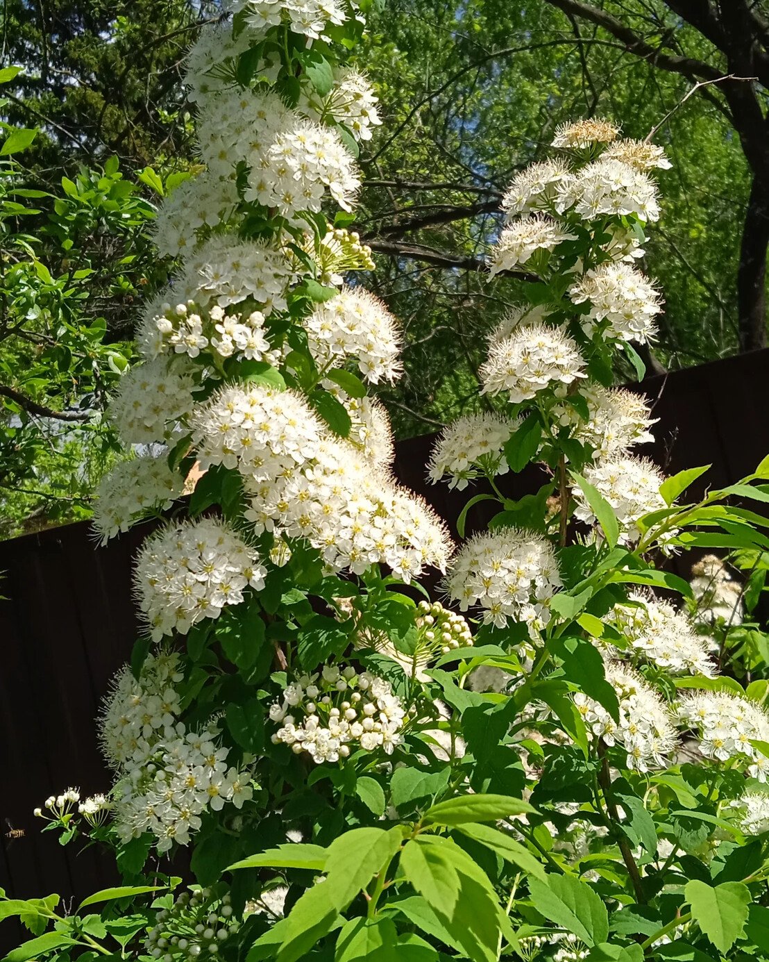 Кустарник с белыми цветами