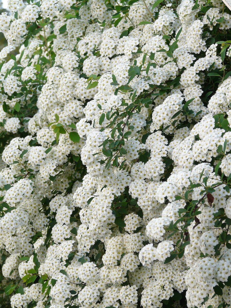Кустарник спирея белая