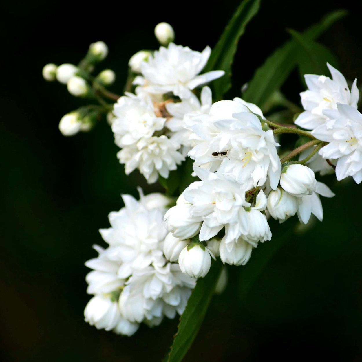 Кустарник цветет белыми цветами в мае