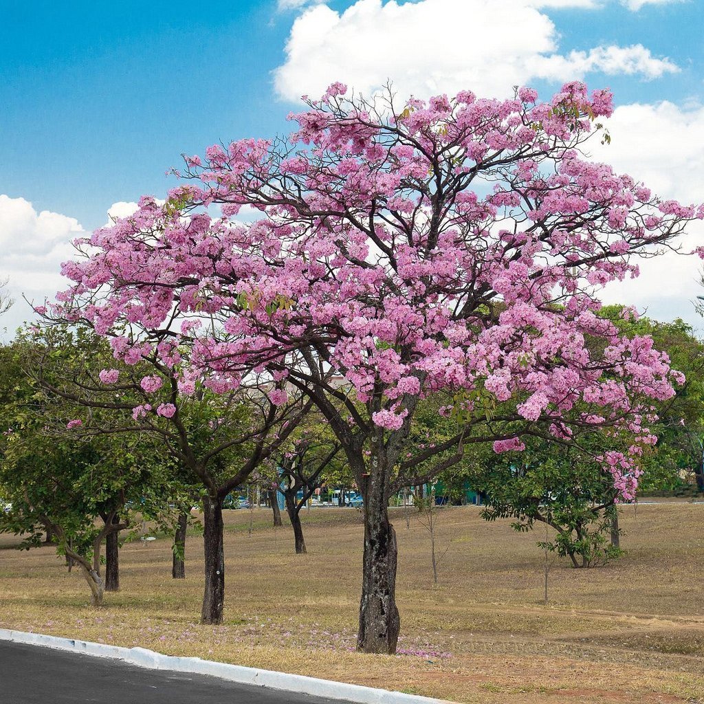 Табебуйя розовая (Tabebuia rosea)