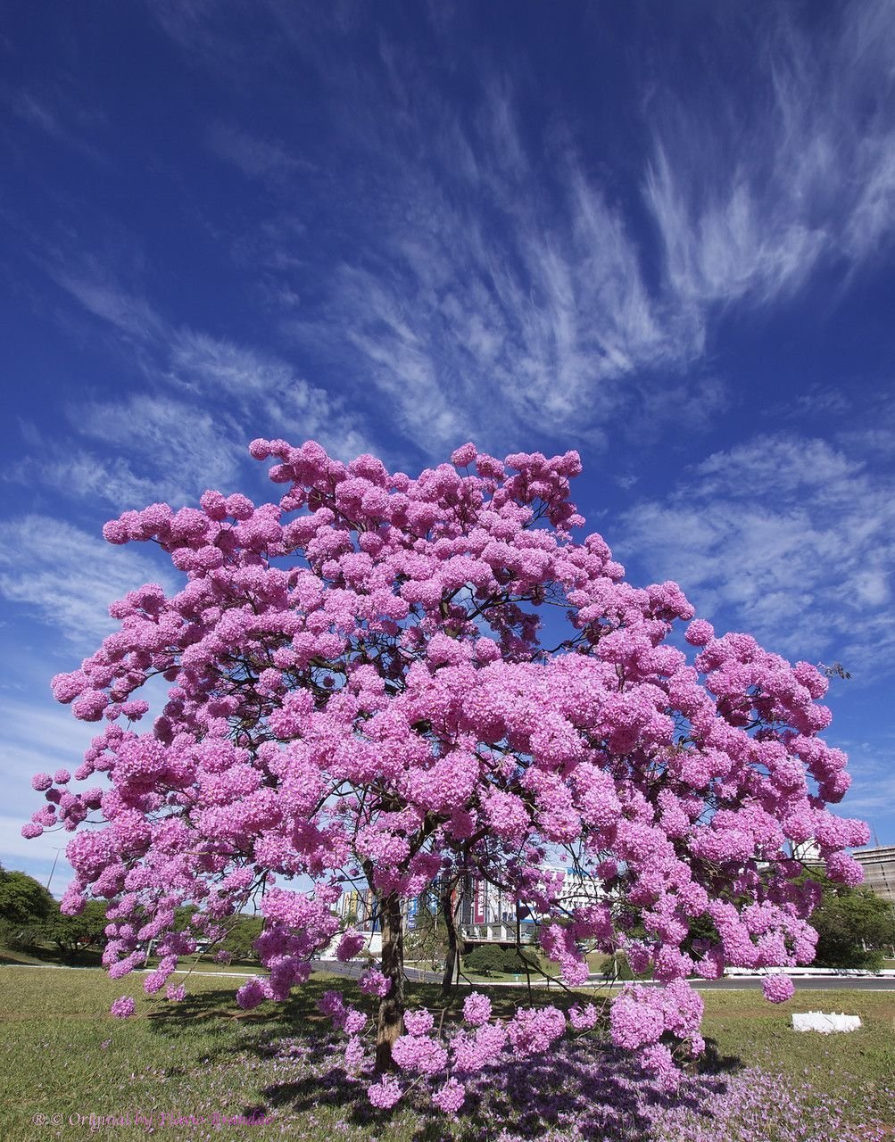 Табебуйя розовая (Tabebuia rosea)