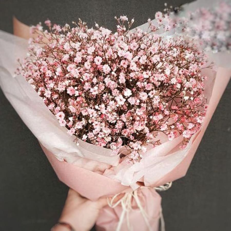 Гипсофила Элеганс