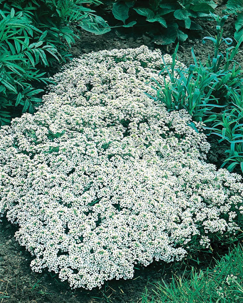 Алиссум Каменник