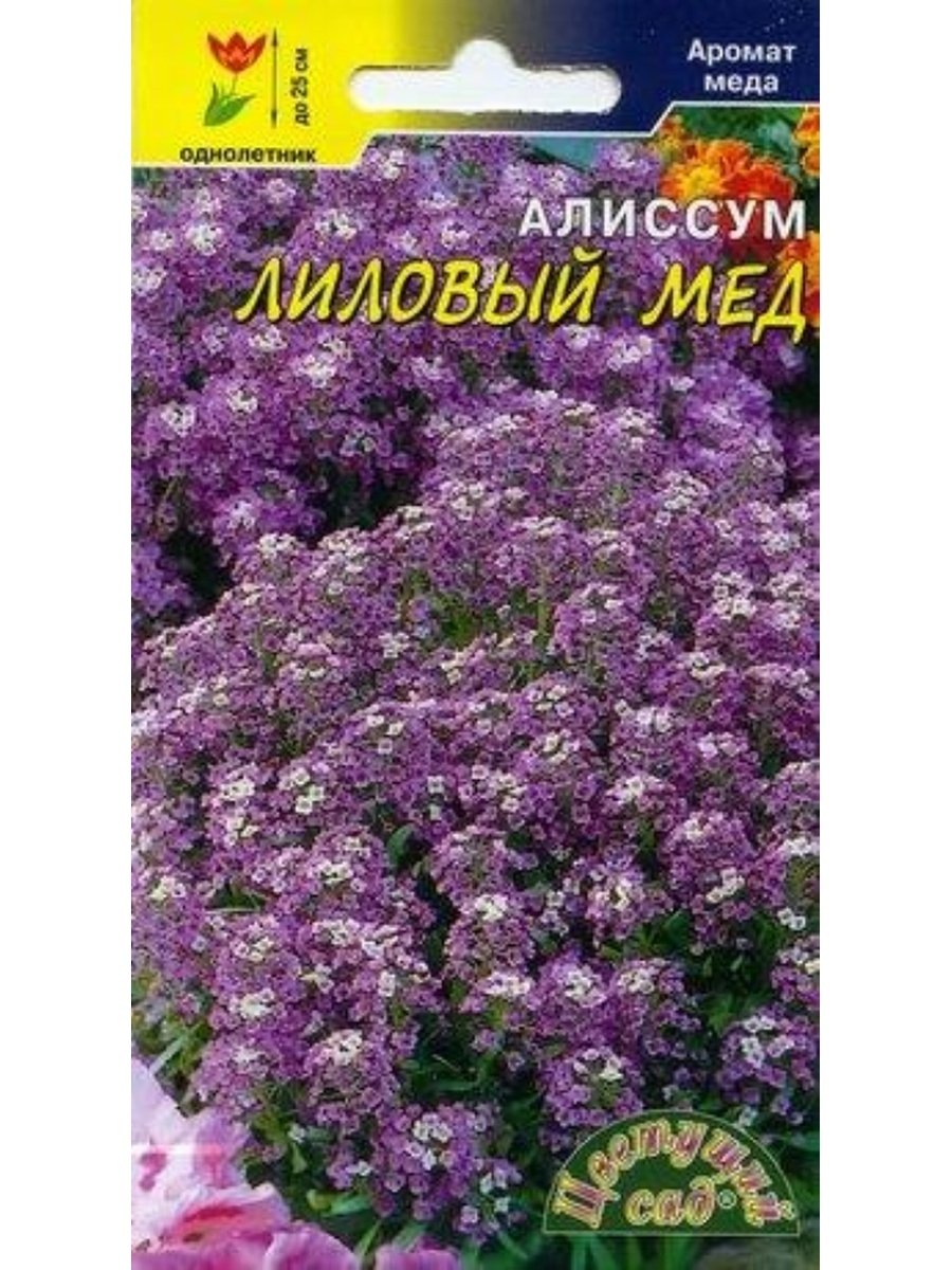 Алиссум лиловый мед (цвет. Сад)