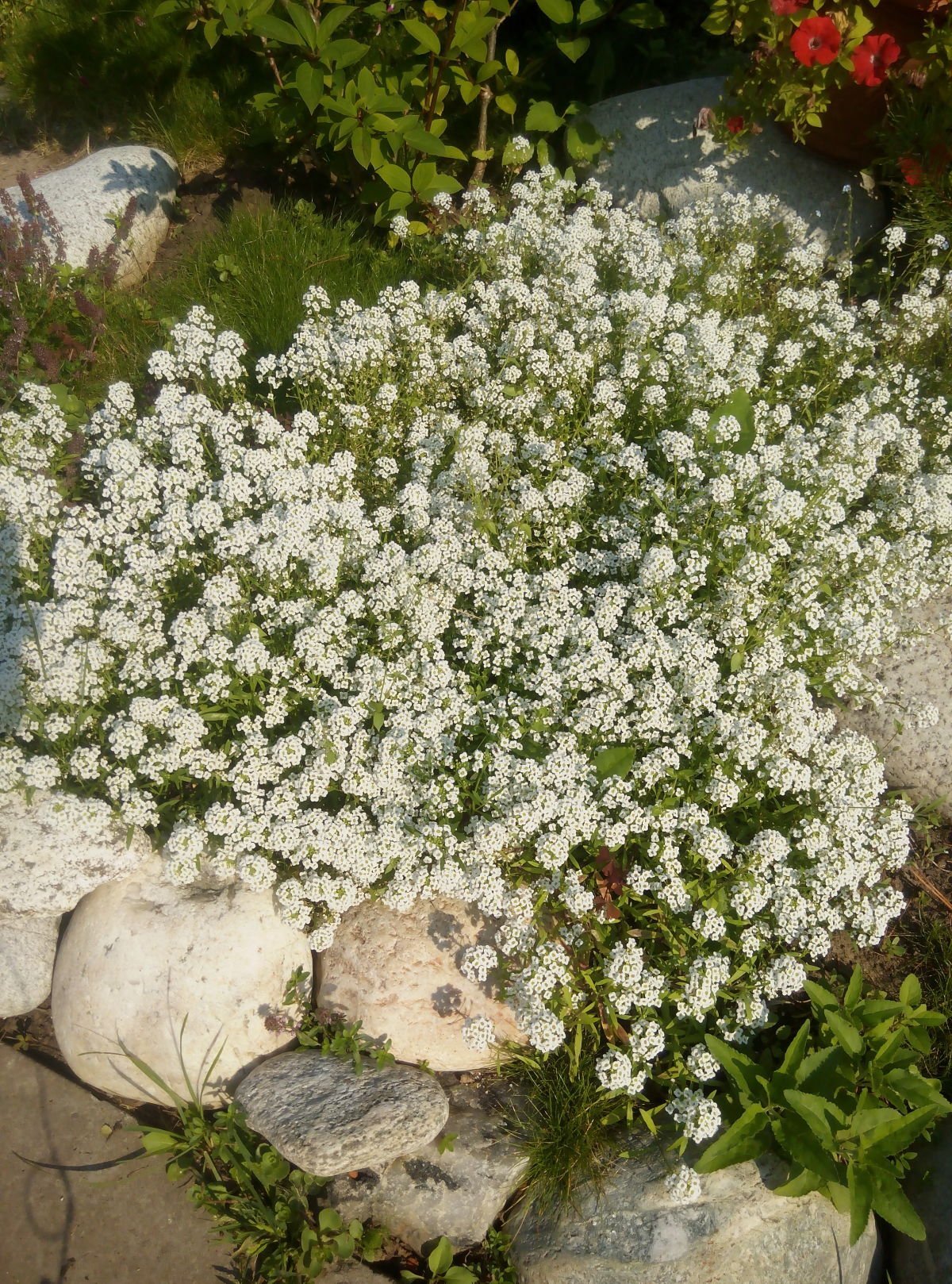Алиссум Каменник