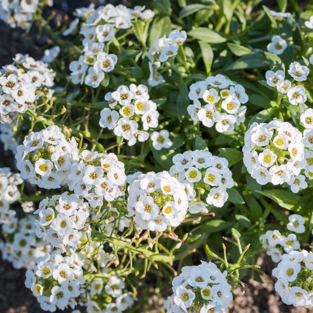 Алиссум морской (Lobularia maritima)