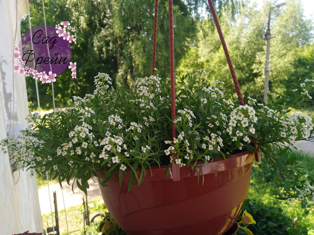 Алиссум Кристалл f1