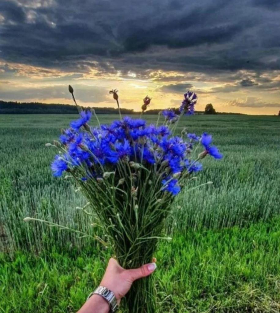 Васильки в поле