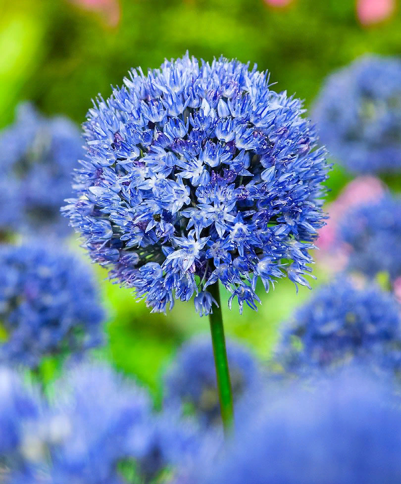 Caeruleum аллиум