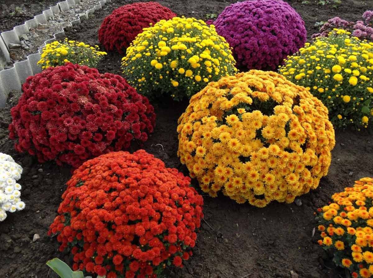 Хризантема мультифлора микс