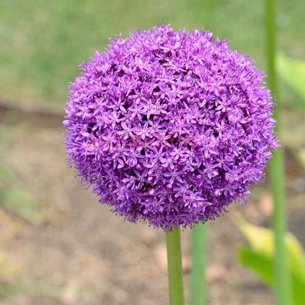 Гигантский лук (Allium giganteum