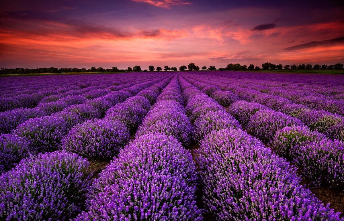 Фиолетовые цветы во франции