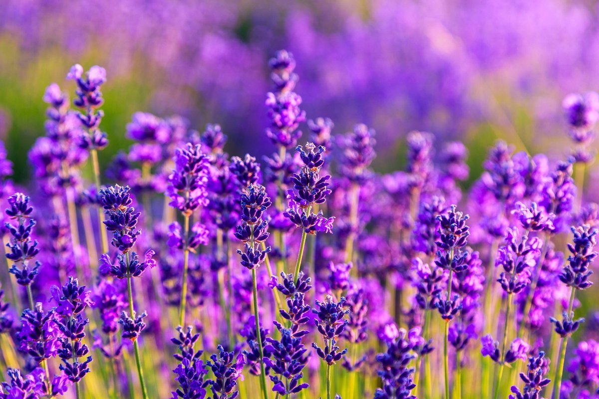 Лаванда (Lavandula)