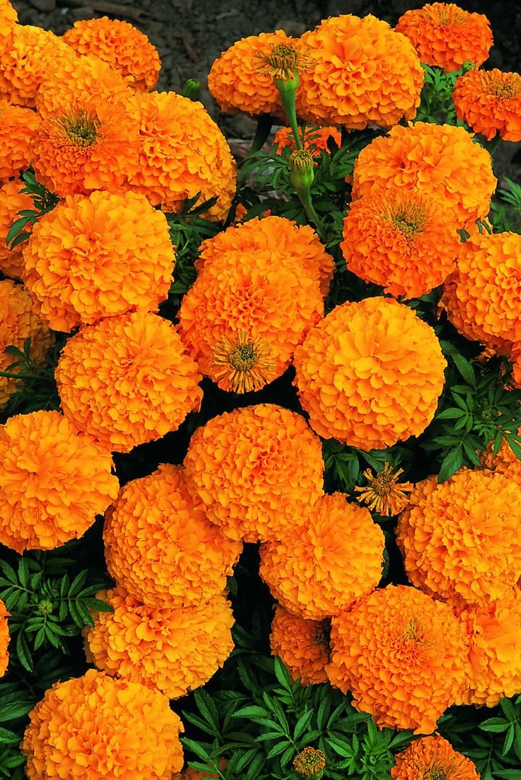 Бархатцы Discovery Orange