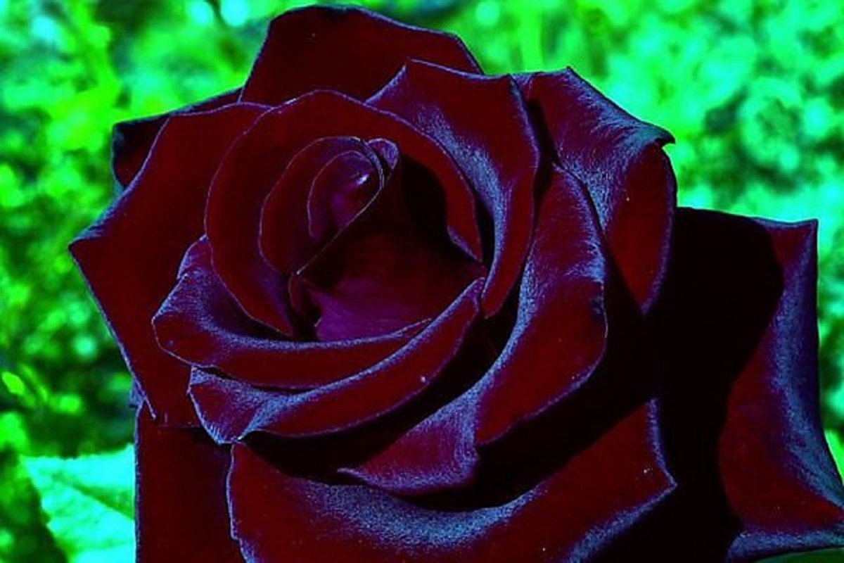 Роза черный бархат