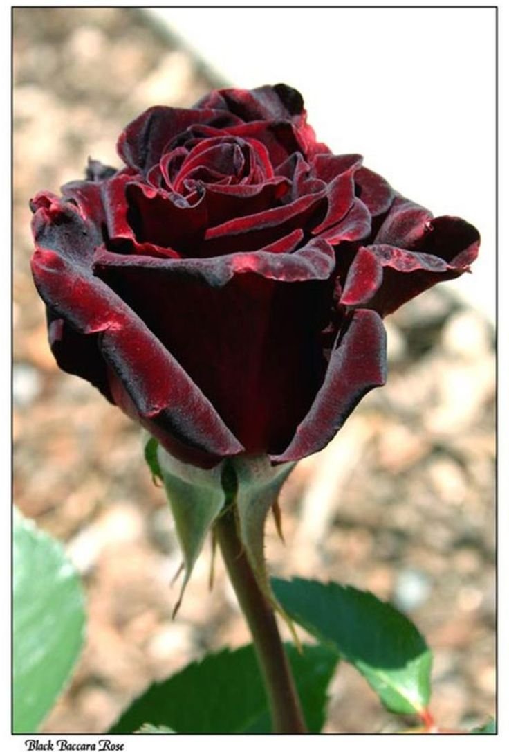 Роза Black-Baccara