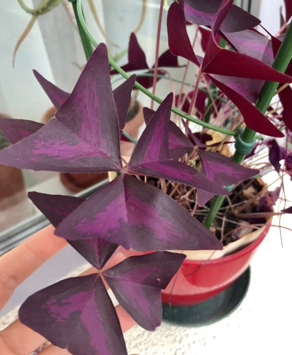 Цветок комнатный с фиолетовыми листьями