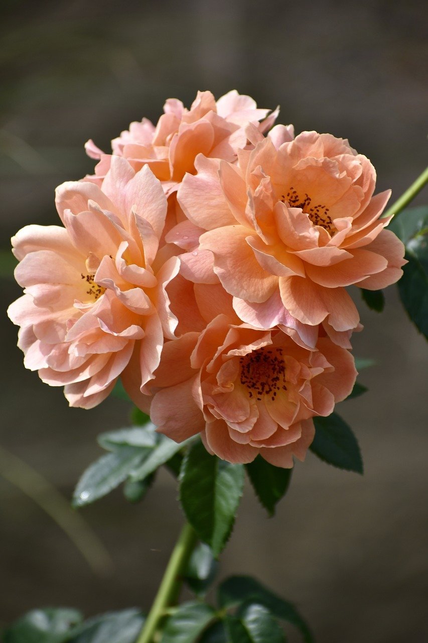 Роза Nectarine
