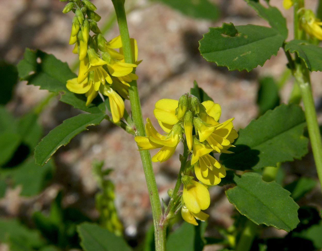 Melilotus altissimus
