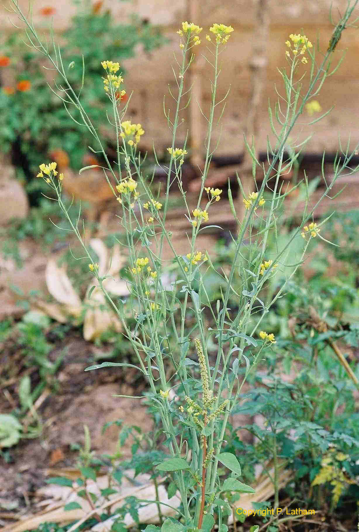 Горчица сарептская (Brassica juncea l.)