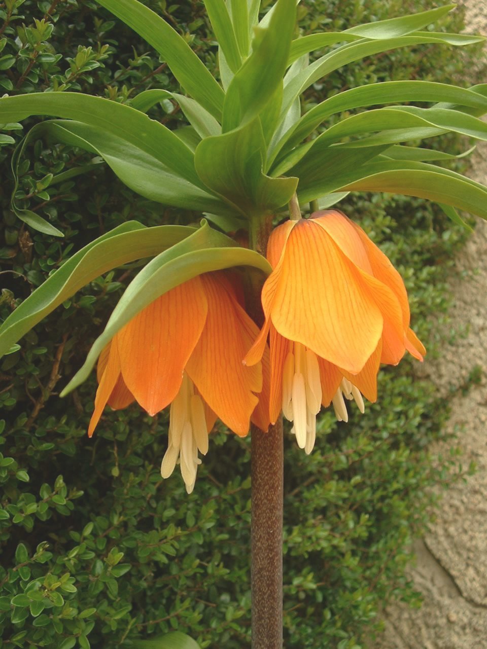 Fritillaria liliacea