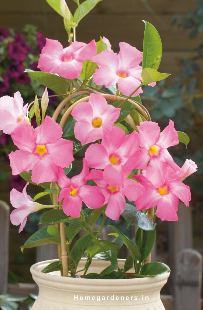 Дипладения Mandevilla