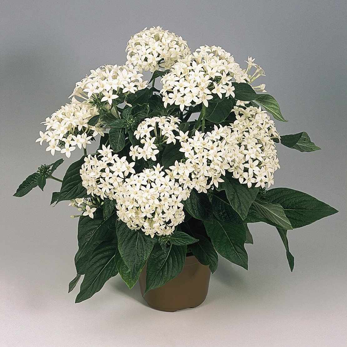 Комнатное растение с белыми цветами