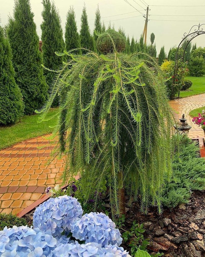 Лиственница европейская pendula